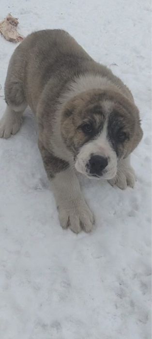 Продается сао, алабай