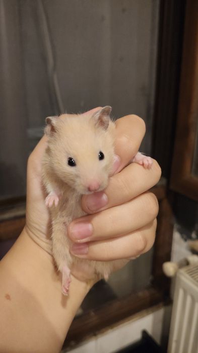 Hamster sirian de vanzare
