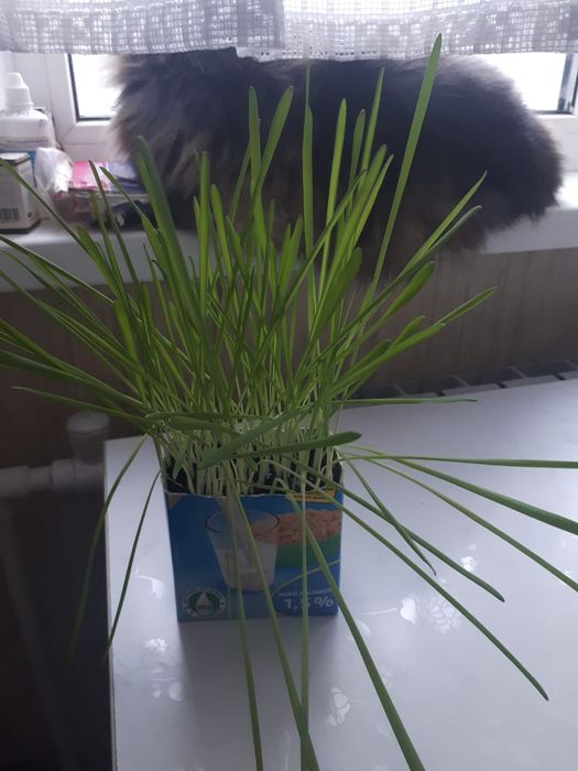 Трава для кошек полезная