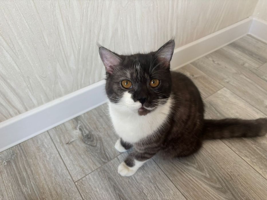 Срочно отдам кошку