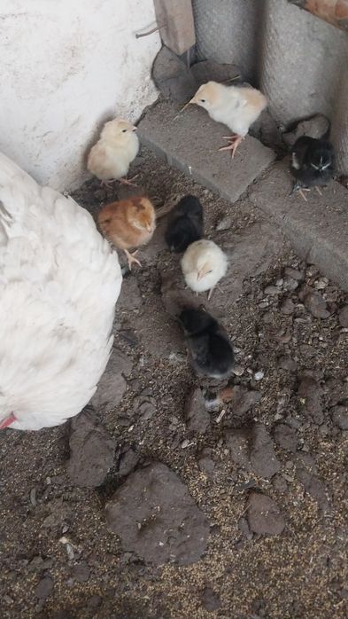 Квочка с цеплятами.