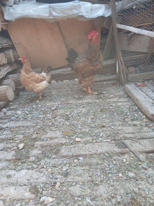Vînd cocoș de 1 an !