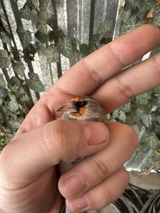 Sava sotiladi tule qush sayrashini telegramga yozsela tashap beraman