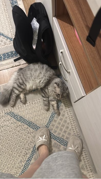 Продаю кота шотландца