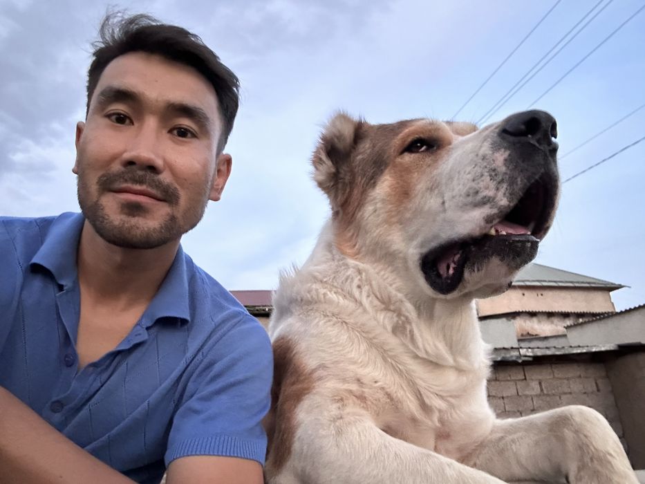 Алабай для дома