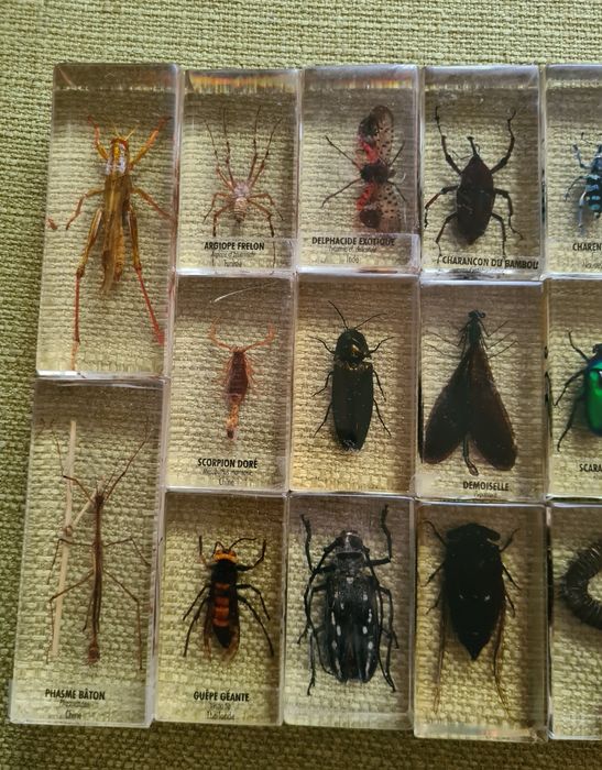 Insecte Reale DeAgostini Franta Insectar Incadrate In Rasina Copii