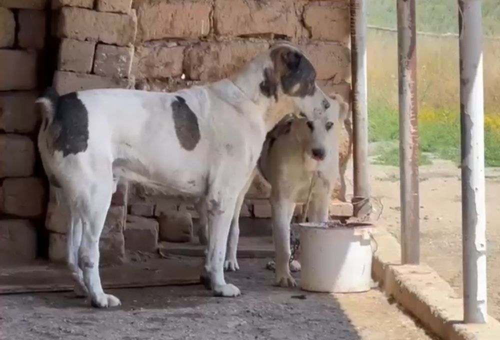 Алабай щенки продаётся