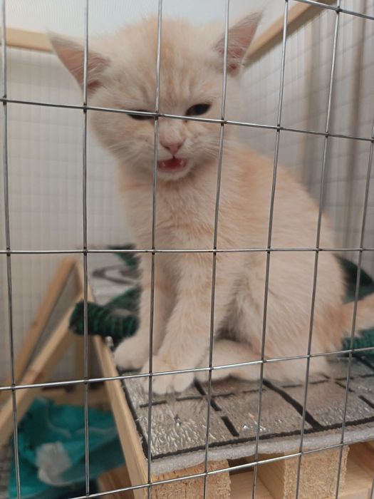 Mushuk 4oylik o'g'il bola shinshila