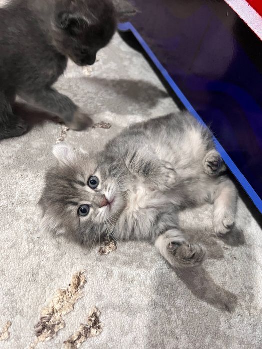 Продается вислоухоя девочка