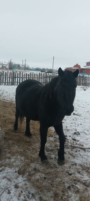 Продам кобыл жеребыж