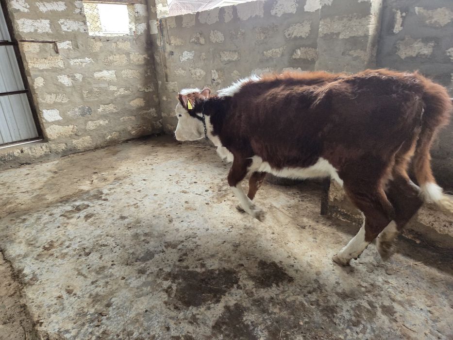 Бір жасар ұрғашы баспақ