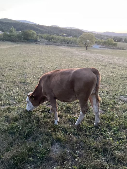 Vitea baltata romaneasca
