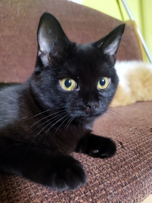 Кошки в добрые руки