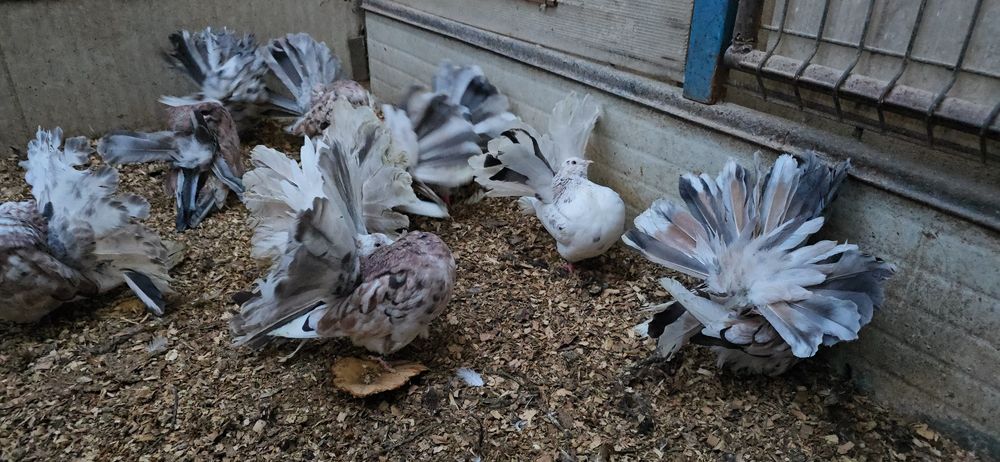 Rotati almond și cozi negre