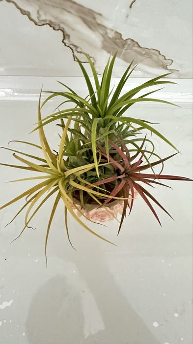 Тилландсия 3 шт за 3000