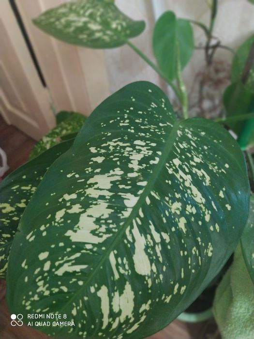 Комнатное растение Диффенбахия