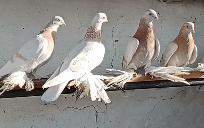 Продам голубей !