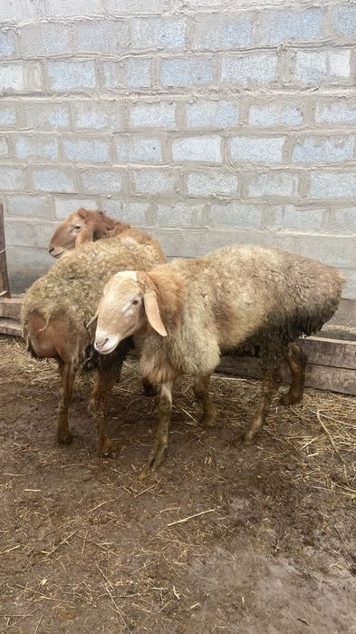 Гиссар кошкар сатылады