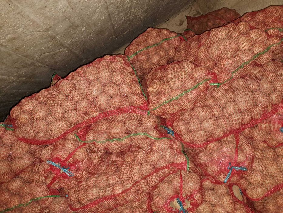 Cartof belaroza și captiva