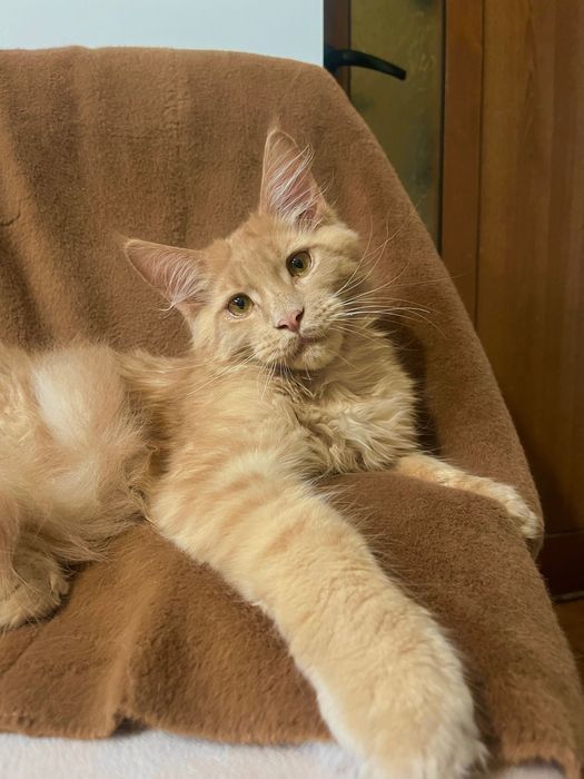Baietel Maine Coon PEDIGREE Felisa