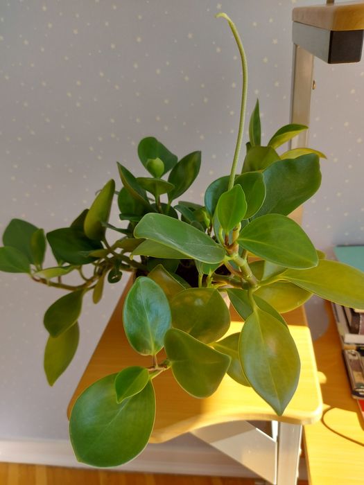 Продам цвет Пеперомию.