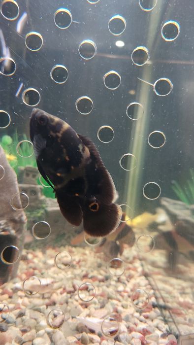 Астронотус глазчатый