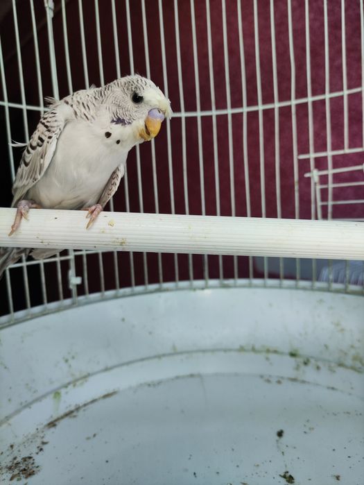 Babichka papugaylar sotiladi manzil Kogon shaxar