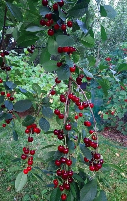 Pomi Fructiferi Străvechi Glia Strămoșească (Soiuri De Visin )