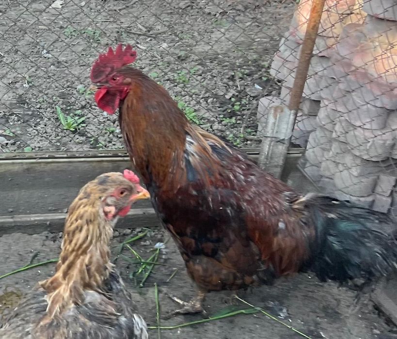 Продам домашних петухов
