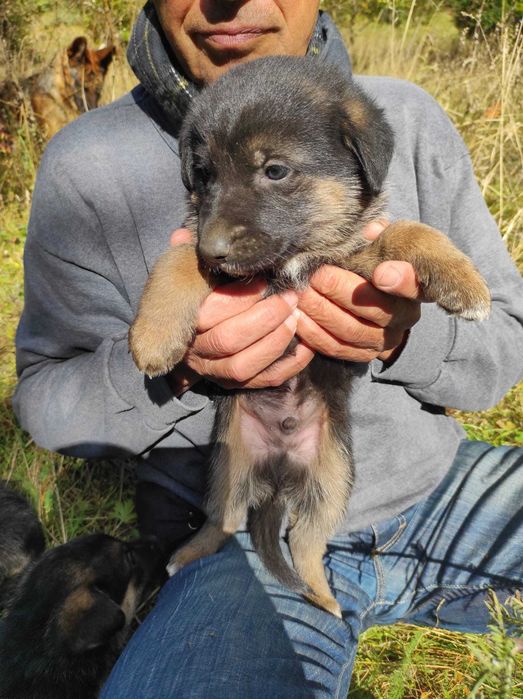Pui metis ciobănesc german spre adopție (Cheia, Prahova)