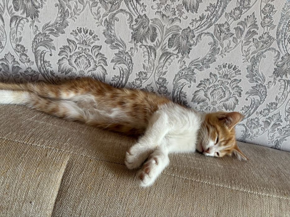 Мои сладкие котятки