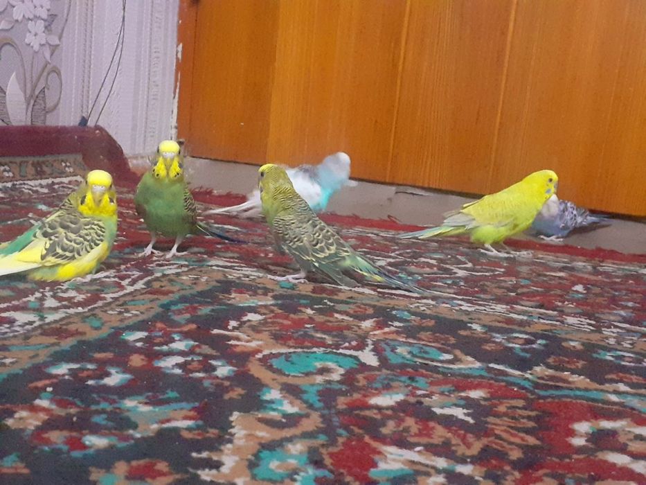 Канарейка попугай сотилади оптом арзон срочно
