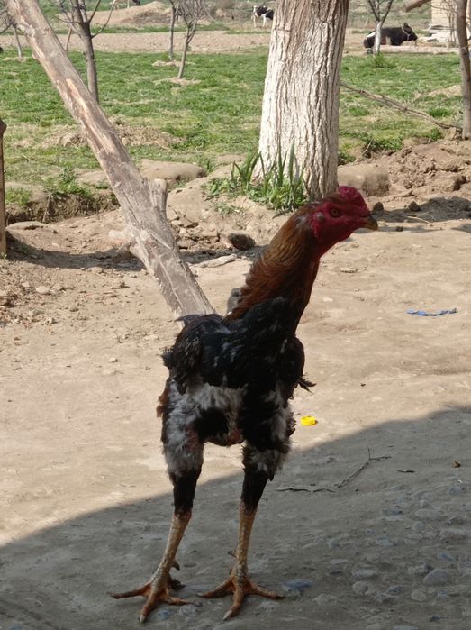 Dakan xoʻroz sotiladi