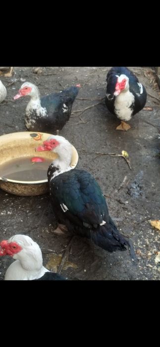 Продам индо уток