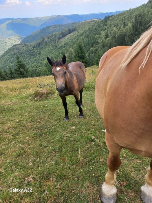 Vand sau schimb iapa din rasa semigreu  fff frumoasa  gestanta