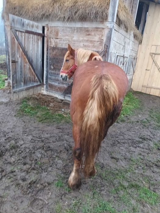 Iapă de vânzare de 14 ani