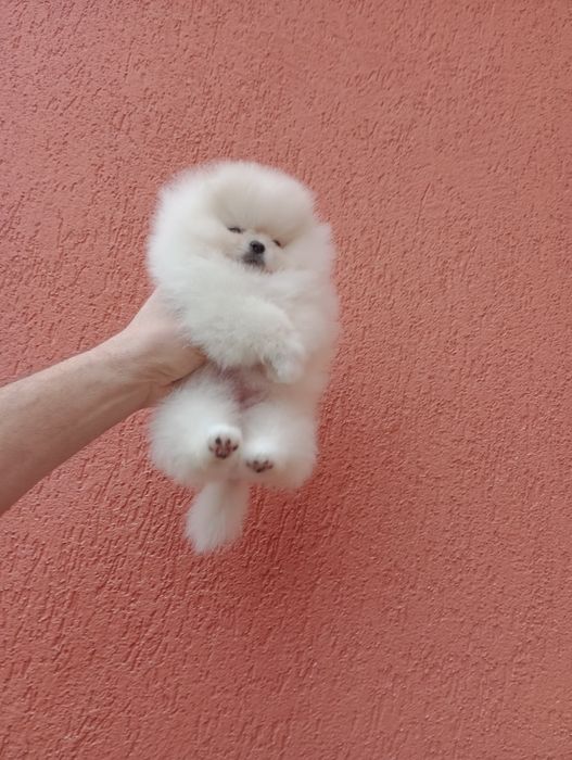 Миниатюрно момиче. Мини Померан. Реални снимки!!!
Померан. Реални