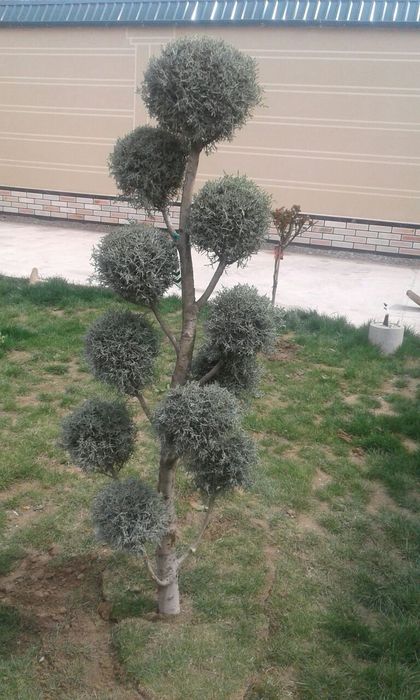 Дарахтларга шакал  Арча кесиб бериш хизматии