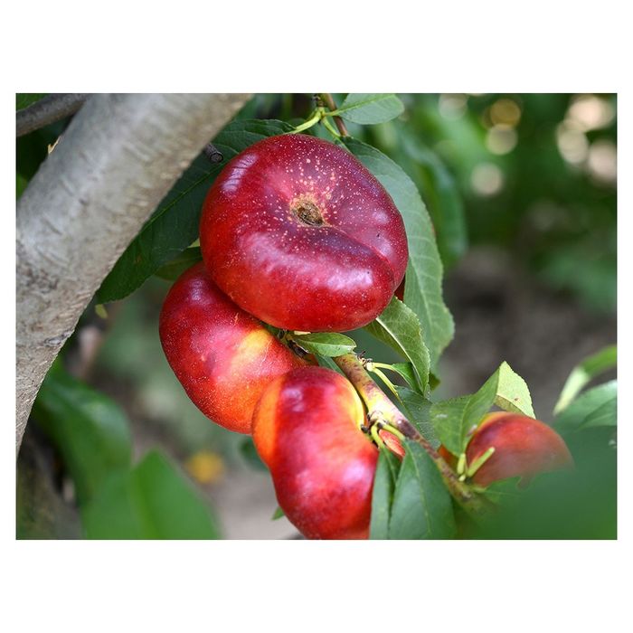 Pomi Fructiferi Columnari (NECTARIN )