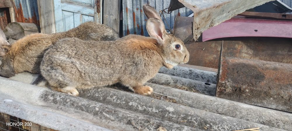 Продам молодых крольчих