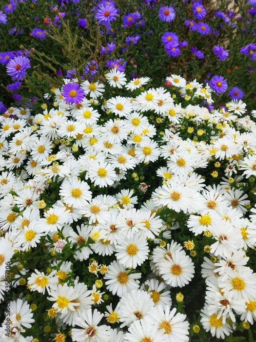 Белая черемуха сентябрина цветы