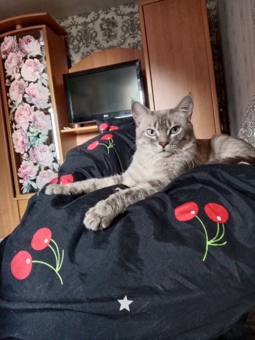 Отдам взрослого кота