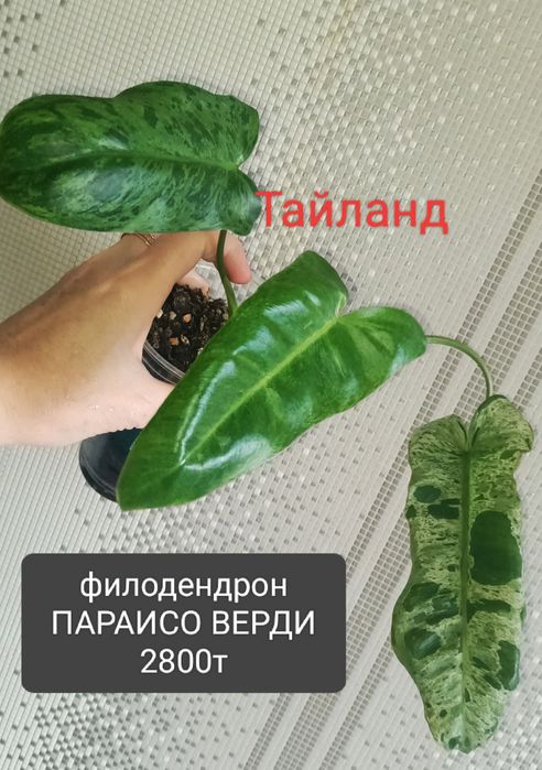 Филодендрон сциндпсус от 1500