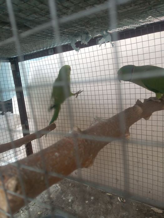 Ожерилеви пара попугай сотилади тайёр пара