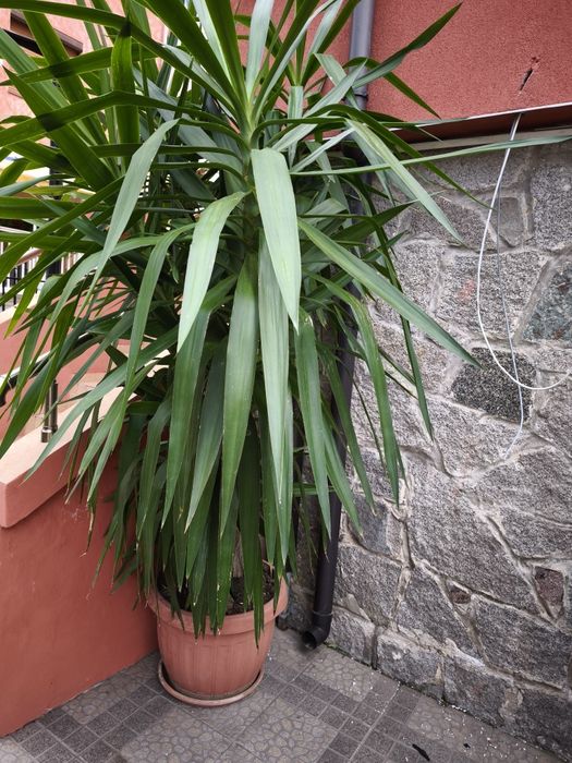 Голяма Юка  над 2 метра