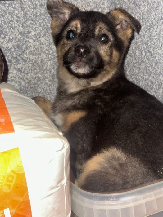 Пристраиваются в добрые руки