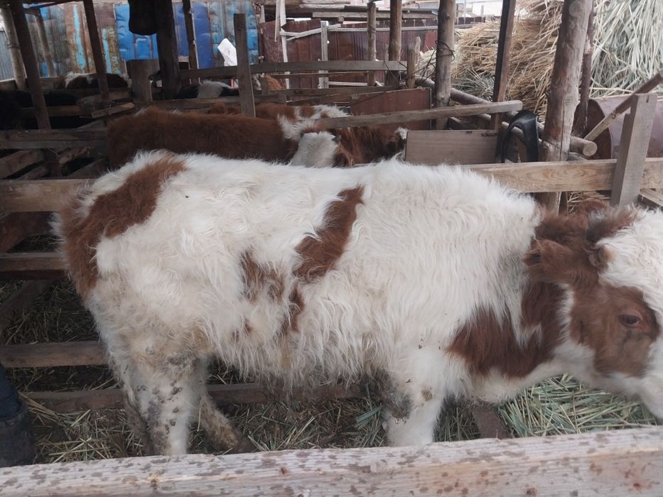 Баспақтар сатылады