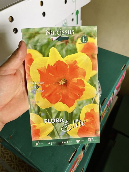 Нарциссы сортовые луковичные