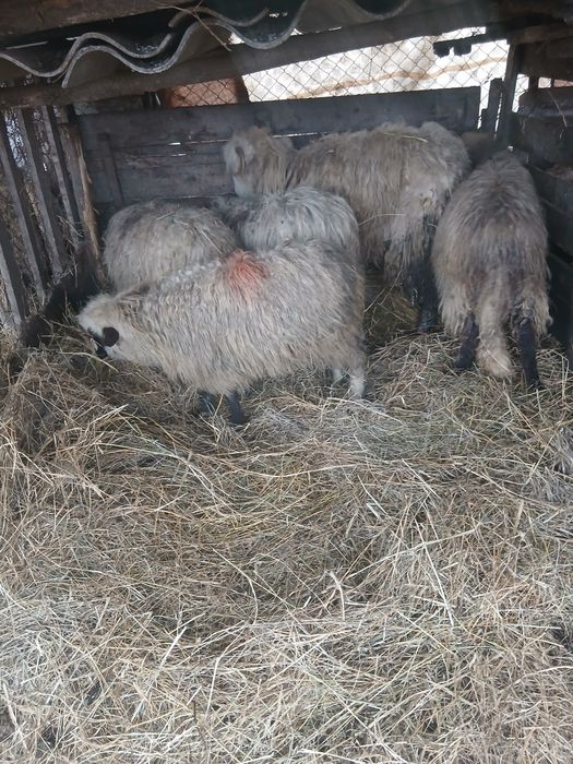 De vânzare 5 cârlane preț 500 lei bucata una cu alta  2500 lei toate 5