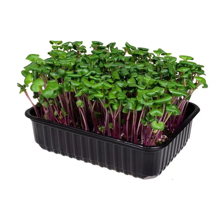 Микрозелень витграсс